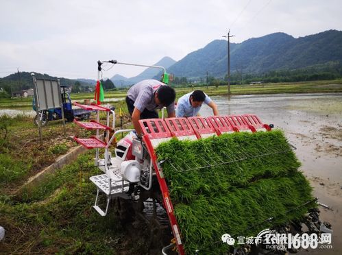 机械插秧侧深施肥 探索科学种田新模式